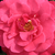 Rózsaszín - Virágágyi floribunda rózsa - Dauphine
